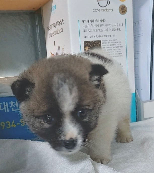 보령시유기동물보호소_444451202500404